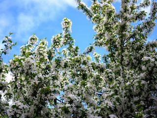 Summer flowers and sky