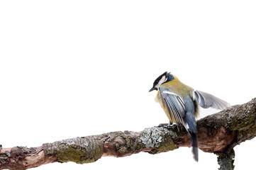 Great Tit in front of white background