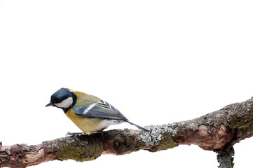 Great Tit in front of white background