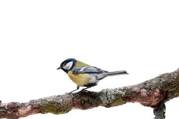 Naklejka premium Great Tit in front of white background