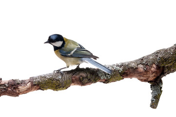 Great Tit in front of white background