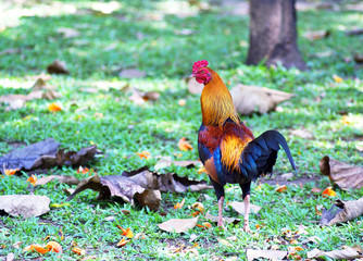 rooster on the green field