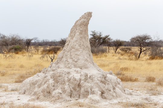 termite mound in Africa