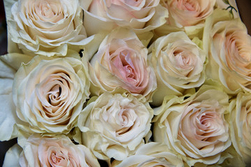 Blossoming buds of light-pink roses close-up