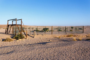 prehistoric desert plant, Namibia