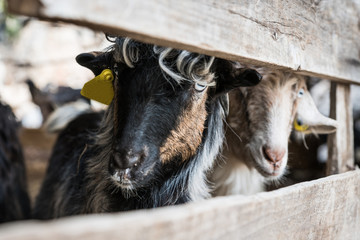 Fototapeta premium White and black goats stand behind fencing, their heads stick out only