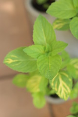 Mięta imbirowa © Perovskia