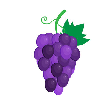 Flat vector. Grape isolated on white background