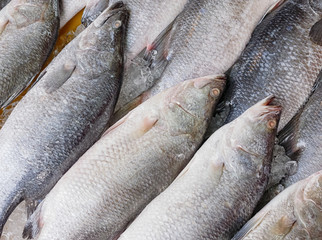 Stack of fresh snapper at fish market
