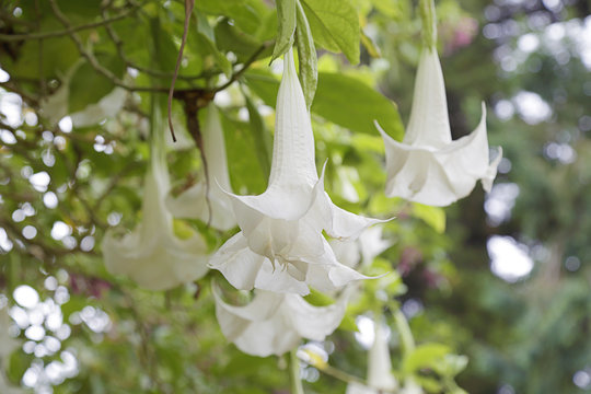 White Brugmansia, commonly known as Angel's Trumpet