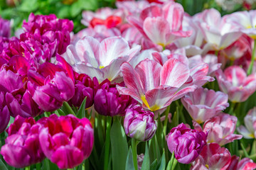 Obraz premium Colorful bright tulips blossom in early spring 