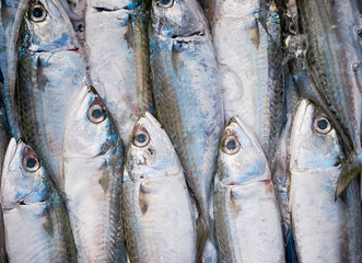 Obraz premium Mackerel fish on market table for sell