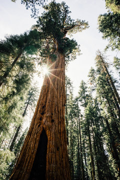 General Sherman Tree, Sequoia National Park, California, America, USA