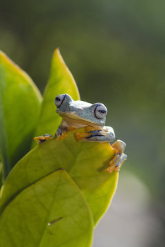 Green tree frog sitting on a leaf, West Java, Indonesia