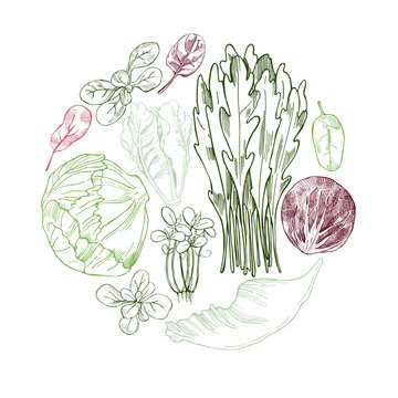 Hand drawn different kinds of lettuce on white background.