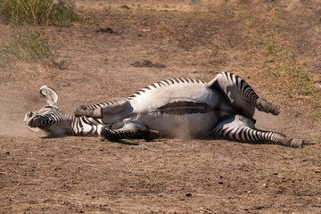 Fototapeta na wymiar Zebra rolling on dusty ground