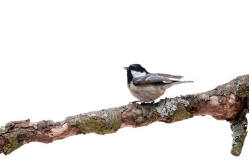 Coal tit isolated on white