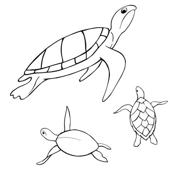 Underwater turtle.  Vector sketch  illustration.