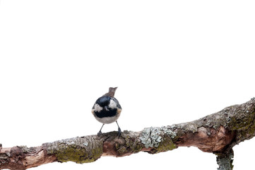 Coal tit isolated on white