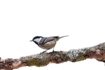 Coal tit isolated on white