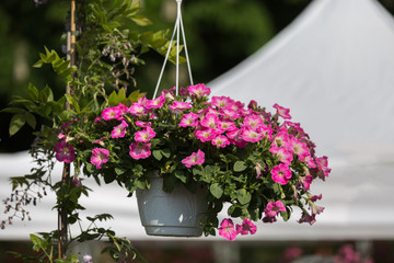 Fototapeta na wymiar Pink Flower Vase Hanging in Countryside Setting