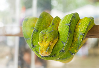 Closeup The green snake curled on a branch