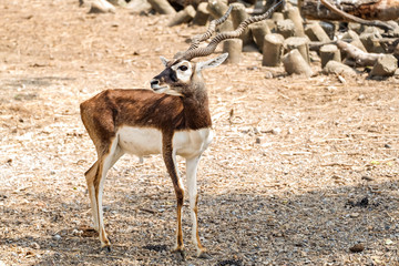 Blackbuck Live in the zoo thailand.