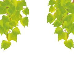 branches of young birch tree with leaves 