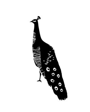 Peacock bird with lettering Locrum Croatia. Vector
