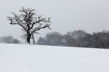 Oak tree in snow