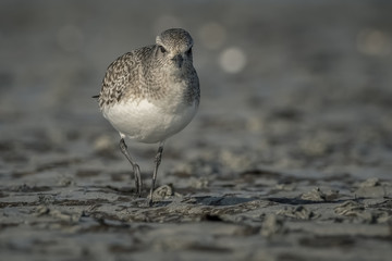 Pluvier Argenté sur le rivage