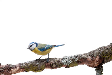 Blue Tit perched on a branch isolated on white