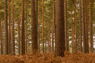 Pine plantation 