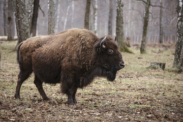 Wild european bison in the forest, reserve, Russia