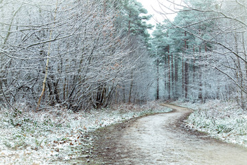 Forest trail in snow 