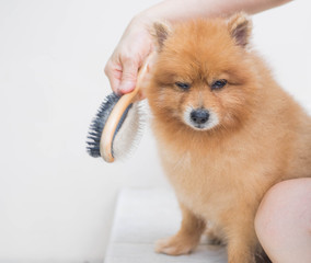 Wash and brushed Pomeranian dog