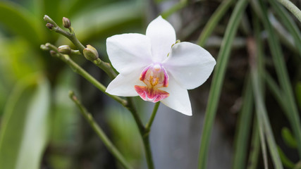 White wild orchid
