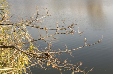 Tree branch over the river, leafless branch, late autumn