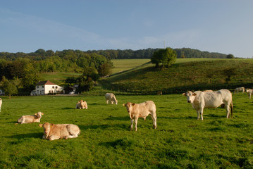 Vleesvee in weilanden rondom Eijs,zuid-limburg