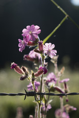 Bermooievaarsbek in bloei in Zuid-Limburg