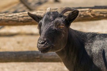Fototapeta premium Black goat