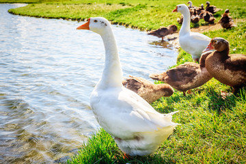White goose on lake shore