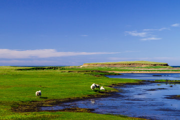 Naklejka premium Animals by the river in Iceland side view