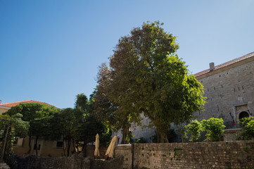 Fototapeta na wymiar Traditional Buildings and Large Tree in the Old Town of Budva, Budva Riviera, Montenegro