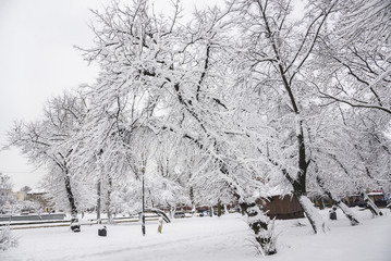 Trees covered with snow in the Lviv
