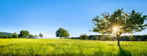 Fototapeten Grüne Landschaft mit Wiese, Bäumen und Feldern © eyetronic