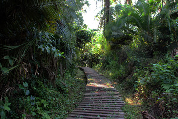 Laufsteg durch den Urwald von Afrika