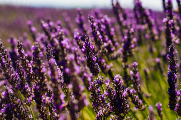 Lavender blossom at a sunny day