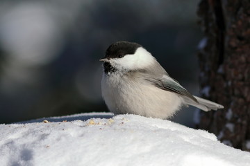 Obraz na płótnie Canvas Poecile montanus. A closeup of a bird sitting on pure white snow