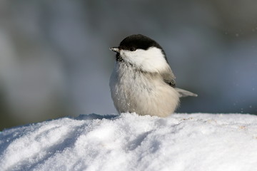 Obraz na płótnie Canvas Poecile montanus. A closeup of a bird sitting on white snow
